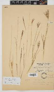 Image result for Bothriochloa radicans