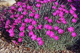 Cheddar pink (dianthus gratianopolitanus) 'firewitch' is a delightful dianthus cultivar. Dianthus Gratianopolitanus Firewitch Wisconsin Horticulture