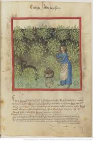 1445 1451 Tacuinum Sanitatis Bnf Lat 9333 F47r Illustration Botanique Bnf Enluminure