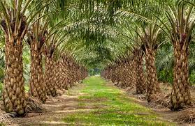 Sejak ada kelapa sawit, kami jadi lebih menderita. Tradewinds Tidak Bertanggungjawab Terhadap Keselamatan Orang Kampung Utusan Borneo Online
