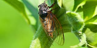 Cicadas, he added in apparent disbelief. What Do Cicadas Sound Like Why Cicadas Make So Much Noise