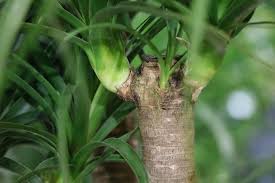 Allerdings ist das nagen an den pflanzen nicht unbedingt gesundheitsfördernd für die stubentiger. Yucca Palme Palmlilie Pflege Anleitung