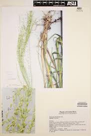 Image result for Panicum maximum
