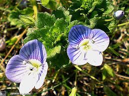 Veronica Une Mauvaise Herbe Aux Jolies Fleurettes Le Jardinoscope Toute La Flore Et La Faune De Nos Parcs Et Jardins Mauvaises Herbes Parc Et Jardin Flore