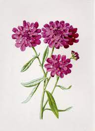 Purple Candytuft Flower Print C 1890 Familiar Garden Flowers Antique Flower Print Flower Art Gardenin Botanical Prints Vintage Botanical Prints Flower Art