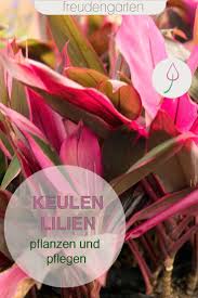 Keulenlilien Cordyline Pflanzen Und Pflegen Pflanzen Lilien Pflanzen Balkon Pflanzen
