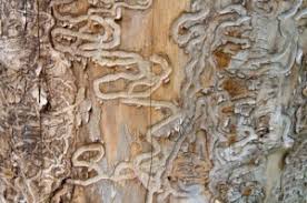 Emerald Ash Borer Treatment Blain S Farm Fleet Blog