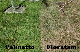 We did not find results for: St Augustine Palmetto Sod Learn About This St Augustine Cultivar