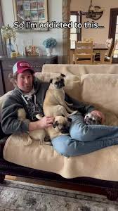 Adorable Pugs Video Compilation