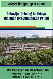 Check spelling or type a new query. Palawija Peluang Budidaya Tanaman Menguntungkan Petani Tanaman Petani Benih Tanaman