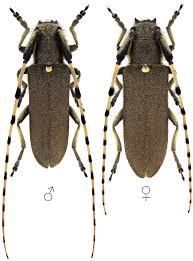 Image result for Arthropteris anniana