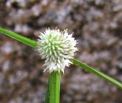 Image result for Kyllinga squamulata