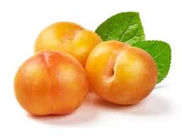 Image result for Ximenia