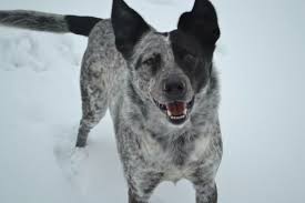 Blue Heeler Black Lab Mix Blue Heeler Heeler Mix Heeler