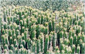 Image result for Euphorbia schimperiana