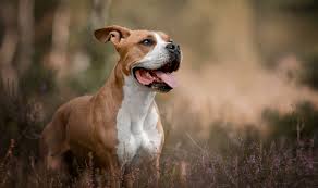 Though known for its courage and high energy level, the american staffordshire also has an affectionate and loyal disposition. L American Staffordshire Terrier L Amstaff Pet Vip