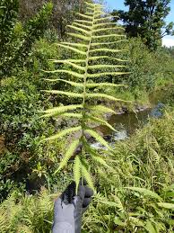 Image result for Christella parasitica