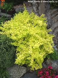 The small oval leaves are highly ornamental and turn yellow in fall. Berberis Thunbergii Bonanza Gold Havlis Cz