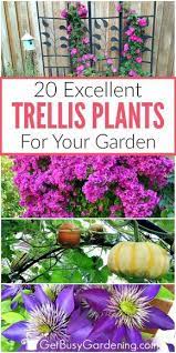20 Excellent Trellis Plants For Your Garden Climbing Flowering Vines Trellis Plants Flower Trellis