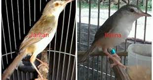 Perbedaan Ciblek Sawah Klik Klik Jantan Dan Betina Yudhiedukasi