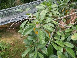 Image result for Sterculia tragacantha