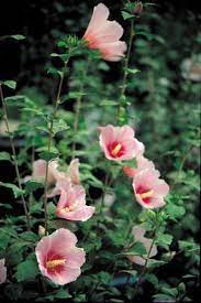 Pin On Rose Of Sharon