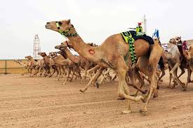 Camel racing in the arab world is an old tradition, and in this new age camel racing has taken a whole new turn, camels these days cost millions of dollars, their training is grueling, lasting years. The Camel Races Of Kuwait A Photo Essay
