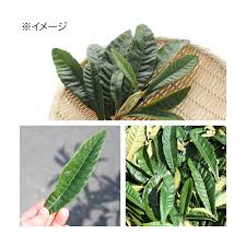 楽天市場 ５袋セット 国産 びわの葉 １０ｇ ５袋 小動物用のおやつ 国産 無添加 無着色 関東当日便 Charm 楽天市場店