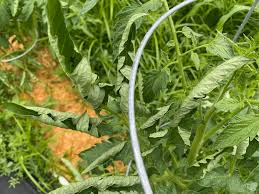 This is mainly down to the following reasons: 8 Reasons For Tomato Leaves Curling Up In Your Garden