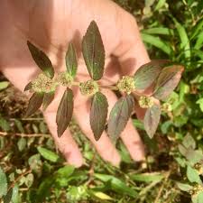 Image result for Euphorbia granulata
