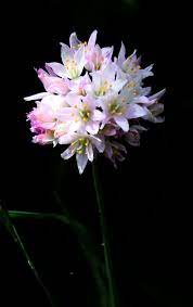 Rosy Garlic Allium Roseum Flowering By The Roadside At Villa Celiera Abruzzo Image Taken 17may2015 Allium Flowers Plants