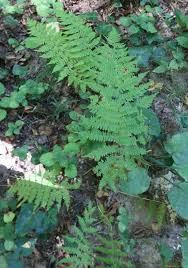 Image result for Athyrium newtonii