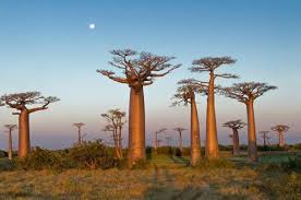 Top 10 Sacred Trees Landscape Architects Network Baobab Tree Landscape Trees Baobab