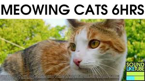 Although it's popularly thought that cats are nocturnal, this is not strictly true. Cat Sounds For 6 Hours Youtube