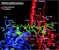 Image result for BRCA2