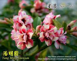 Bare root shipping without soil, pot and leaves. Adenium Sort Sun Halo Star Dust Foto I Opisanie