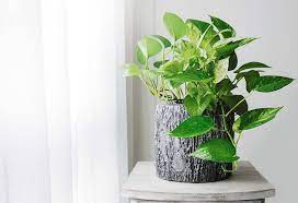 You can safely grow a money tree plant for years indoors without needing to worry about it outgrowing your room. 19 Vastu Tips For Keeping Money Plant At Home