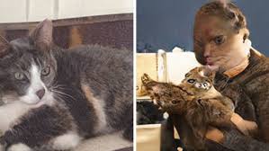 That is the idea one gets when visiting thiscatdoesnotexist.com. Portrait Of The Cat When The Artificial Intelligence Is At The Height Of The Medieval Artists Halids