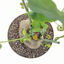 Image result for Stephania cyanantha