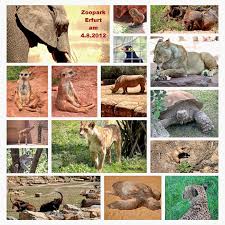 Noch diesen monat verlassen thüringens letzte giraffen dhakija. Zoopark Erfurt Foto Bild Tiere Zoo Wildpark Falknerei Zoolandschaften Bilder Auf Fotocommunity