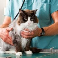 Veterinary clinics & hospitals veterinarians veterinary specialty services (1) bbb rating: East Louisville Animal Hospital Veterinarian In Louisville
