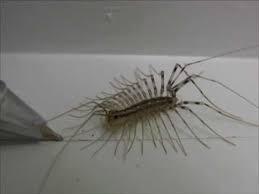 Centipede Control And Treatments For The Home Yard And Garden