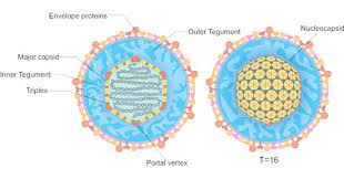 Herpes simplex virus (hsv) is a member of the alphaherpesvirinae subfamily of the herpesviridae family. Herpesviruses Overview Structure Classification Transmission Treatment Cusabio