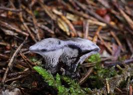 Image result for Phellodon niger