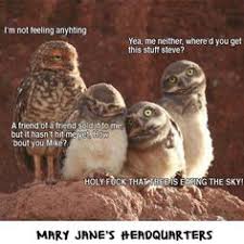Check spelling or type a new query. 36 Wise Owl Memes Ideas Owl Funny Owls Funny Animals