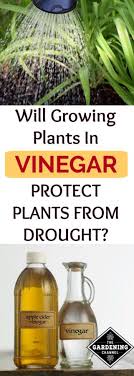 I found some fungus gnats flying around my plants, so i hastily sprayed the surface soil and the plants with a solution of white no announcement yet. Protect Your Plants From Drought By Using Vinegar Gardening Channel
