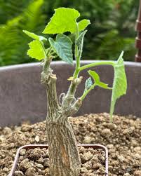 Image result for Kedrostis leloja