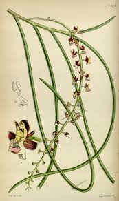 Image result for Secamone filiformis