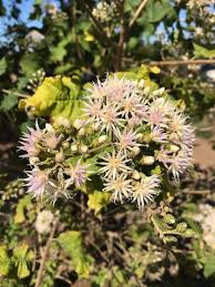 Image result for Vernonia hirsuta