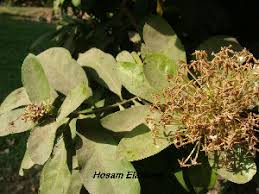Image result for Ixora brachypoda